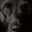 blackdog